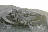Rare Dechenella Trilobite - Scarce Species #354421-1